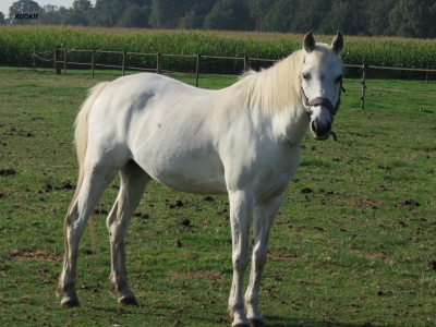 Paarden en Pony's van Manege Visdonk